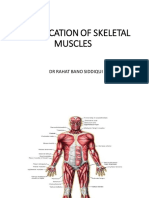 Classification of Skeletal Muscles