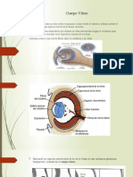 Embriologia de Cuerpo Vitreo