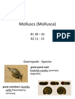 Molluscs 