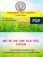 Assignment - Low Land Rice Cultivation: Submitted To