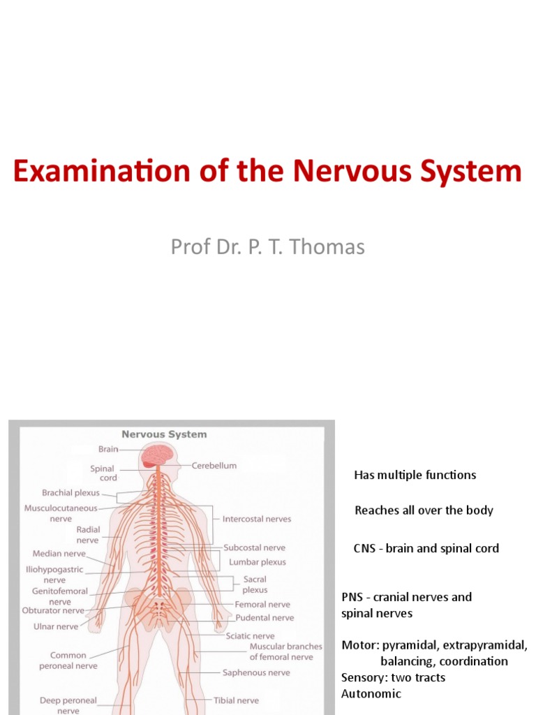 Examination of Nervous System - Basics | PDF | Striatum | Anatomical ...