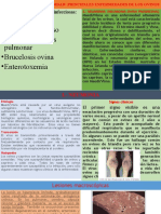 Neumonía - Ectima Contagioso - Poliadenomatosis Pulmonar - Brucelosis Ovina - Enterotoxemia