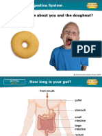 Digestive System: What Is The Same About You and The Doughnut?