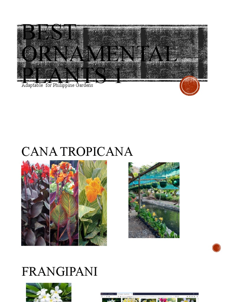 BesT ORNAMENTAL PLANTS PDF
