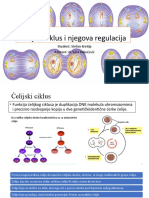 Ćelijski Ciklus I Njegova Regulacija: Student: Stefan Kretija Asistent: DR Sara Rakočević