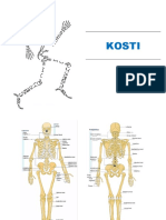 ATLAS Anatomije Čovjeka - KOSTI