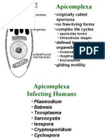 Apicomplexa: - Originally Called - No Free-Living Forms - Complex Life Cycles - Defined by Apical