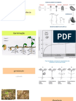 Germinação e Dormência de Sementes