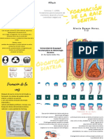 Formación de raíces múltiples en dientes