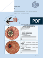 Análise - Orgãos - Planta - Microscópio - 2º - P - BG - 10º - 1B2 - Editável