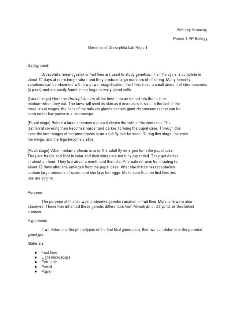 Drosophila Lab Report PDF Dominance Drosophila