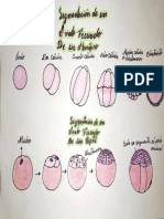 Gráfico de Segmentación