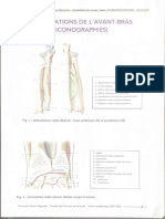 Articulations de l’avant-bras 