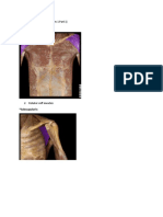 Chick List 7 (Items For Lab Exam 1 Part 1) 1. Deltoid: Subscapularis