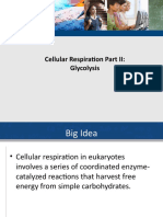 2. Cell Respiration Glycoloysis and Acetyl CoA (1)