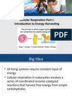 1. Introduction to Cell Respiration