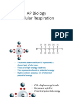 AP Biology Cellular Respiration