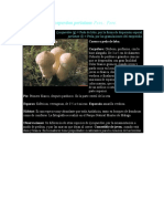 Lycoperdon Perlatum