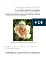 I. Bộ Nhụy:: " Hoa Magnolia × wieseneri cho thấy nhiều nhụy tạo nên bộ nhụy ở giữa bông hoa "