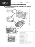 Photosynthesis Diagrams Worksheet