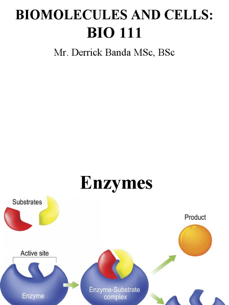 Understanding Enzymes: Functions and Factors | PDF | Enzyme | Active Site