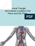 Femoral Triangle and Arteries Located in The Pelvis and The Thigh