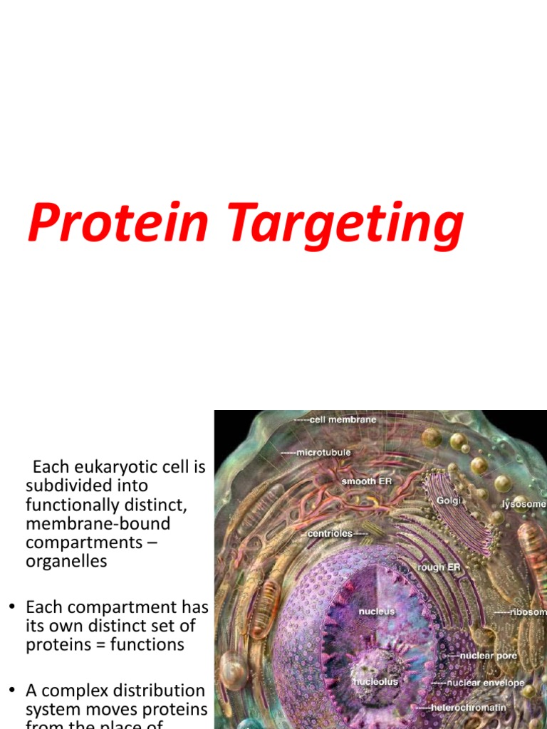 Protein Sorting and Targetting | PDF | Protein Targeting | Endoplasmic ...
