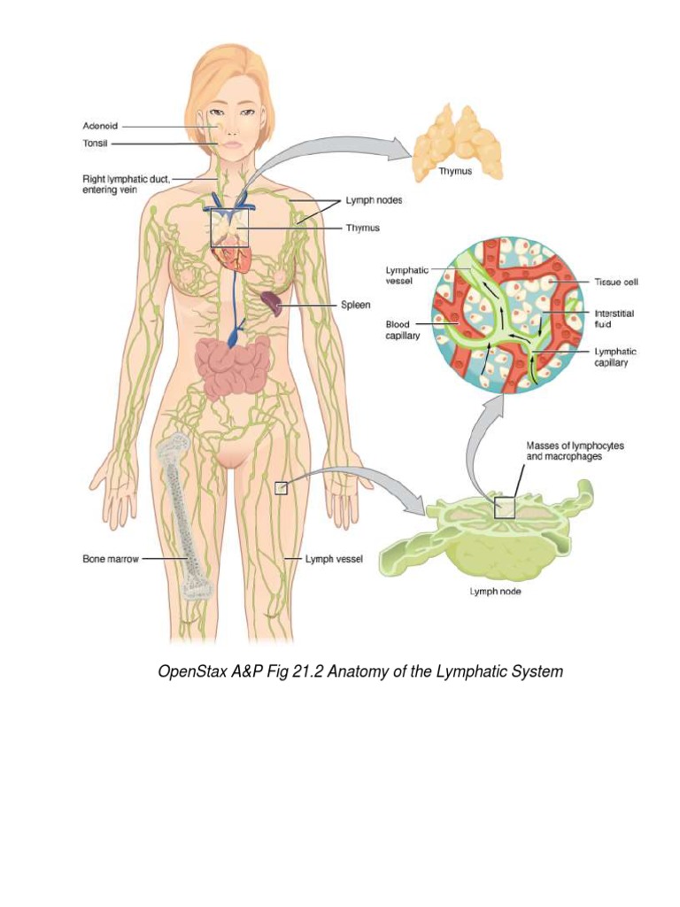 Lymphatic System Anatomy Guide | PDF