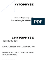 Hypophyse