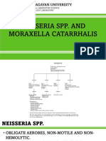 Neisseria Spp. and Moraxella Catarrhalis