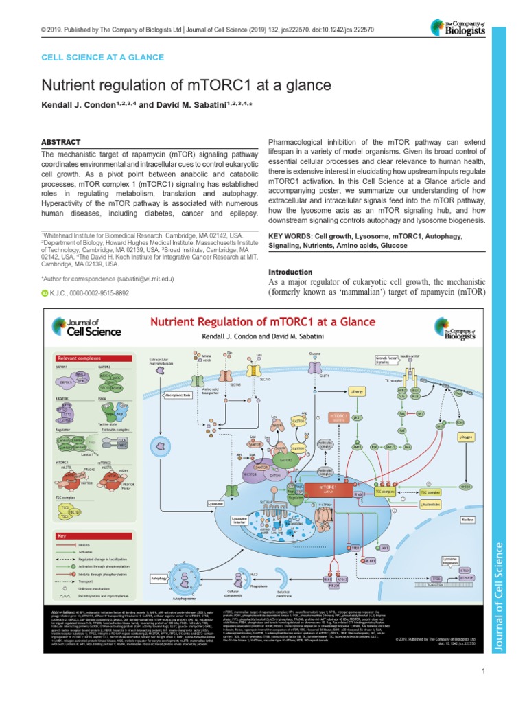 Nutrient Regulation of MTORC1 at A Glance JCS 2019 PDF Autophagy