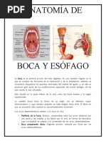 Anatomía y Función de los Labios | PDF | Anatomía humana | Cabeza y ...