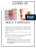 Anatomía de Boca y Esófago