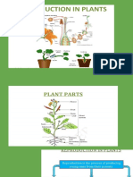 Chapter 12 Reproduction in Plants