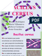 Bacillu Cereus