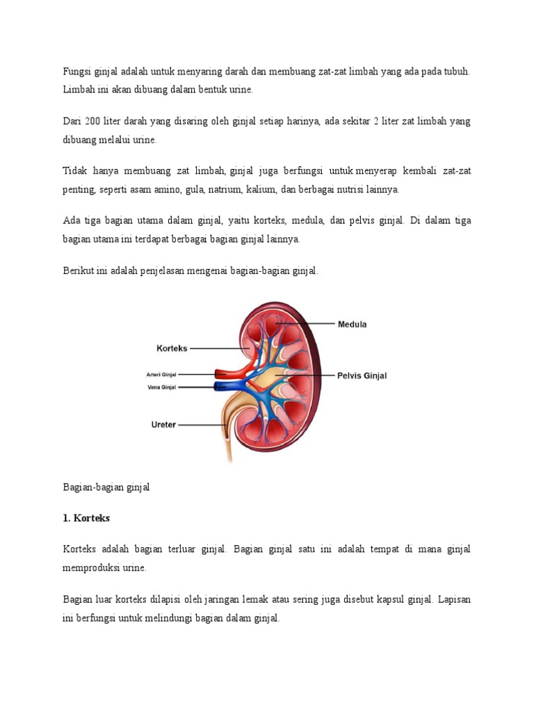 Fungsi Ginjal Adalah Untuk Menyaring Darah Dan Membuang Zat PDF