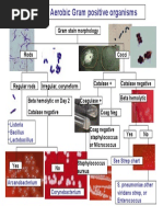 Strep Alpha, Beta, Entero Flow Chart | PDF
