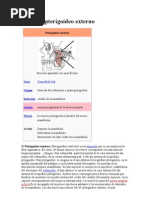 Download Msculo pterigodeo externo by Rubi Soliz SN55371930 doc pdf