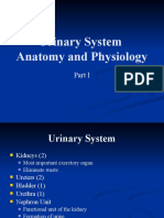 Anatomy and Physiology of the Urinary System