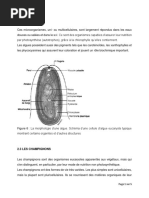 Algues et champignons