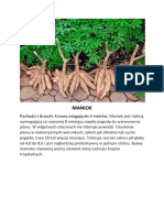 Maniok: Pochodzi Z Brazylii. Krzewy Osiągają Do 3 Metrów
