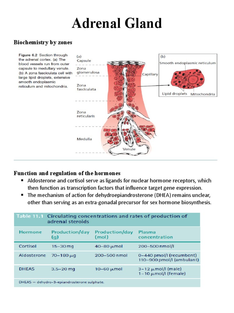 Adrenal Gland Biochemistry by Zones PDF Adrenal Gland Cortisol