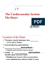 Chapter 7 Cardiovascular System
