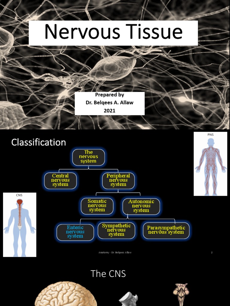 Histology Nervous Tissue | PDF | Nervous System | Axon