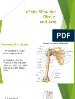 Bones of The Shoulder Girdle and Arm
