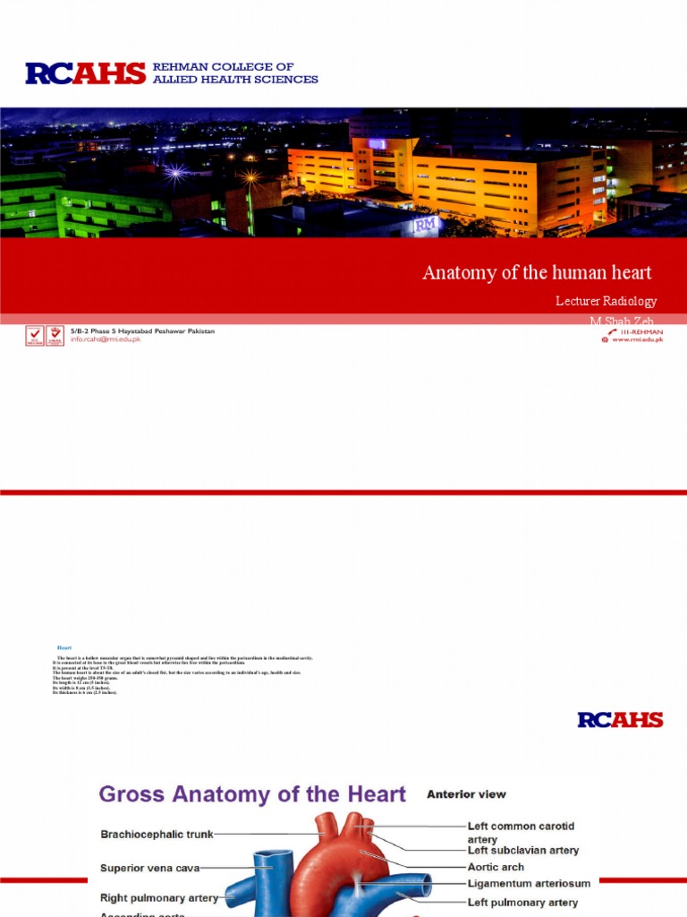 Human Heart Anatomy Overview | PDF | Heart Valve | Atrium (Heart)