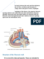 Thoracic Wall.