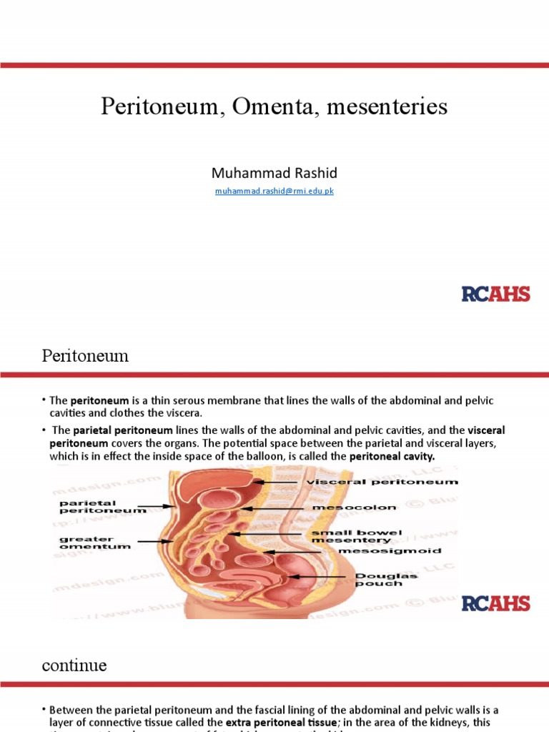 Peritoneum Omenta Mesenteries Biology Diagrams