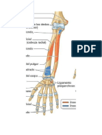 musculatura flexora del antebrazo