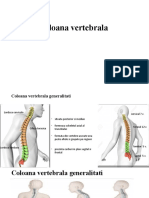 Coloana Vertebrala